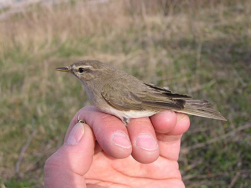 Willow Warbler, Sundre 20050512